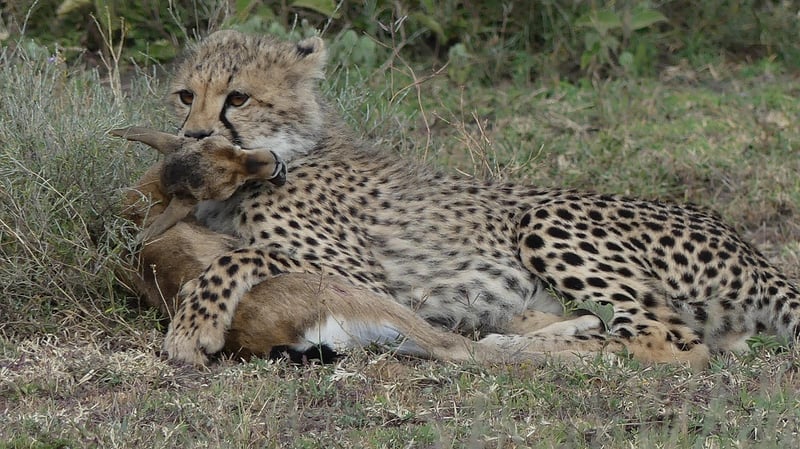 Savannah expeditions